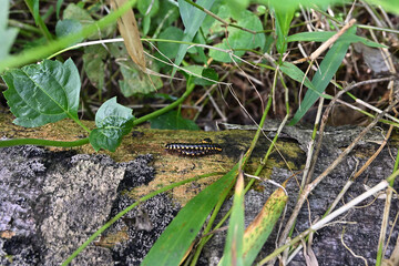 A couple of yellow spotted millipede invertebrate animals are mating on the top of a decaying trunk