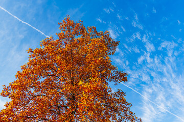 青空と飛行機雲