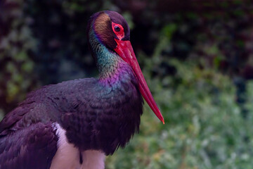 Elegan black stork with colourful feathers