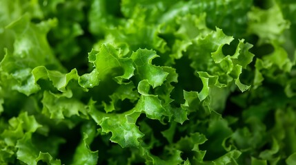 A high-resolution photo of fresh green lettuce leaves as a background