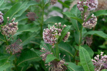 milkweed (Asclepias syriaca) in bloom