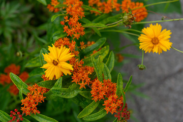 close-up of tickseed or coreopsis (yellow flower) and butterfly weed (asclepias tuberosa) orange flower