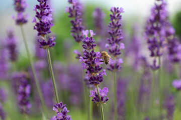 Lavender flowers in the hands of a girl, branches of blooming lavender.