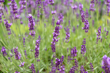 Lavender flowers in the hands of a girl, branches of blooming lavender.