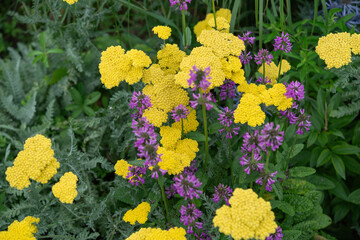 yellow and purple flowers in the garden