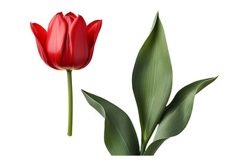 Red tulip on transparent background