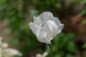 close-up of a white poppy on an abstract defocused neutral outdoors background