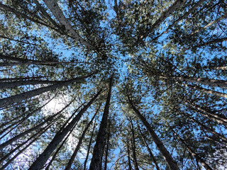 Fototapeta premium trees and sky