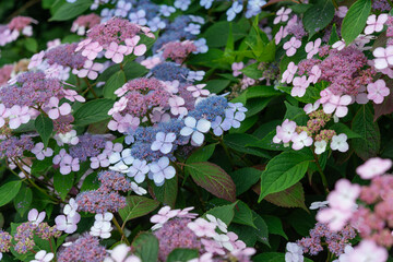 pink and blue lacecap hydrangea flower clusters partly in the shade