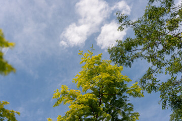 leaves against blue sky