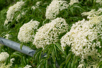 elder (Sambucus) in bloom by a metal barrier