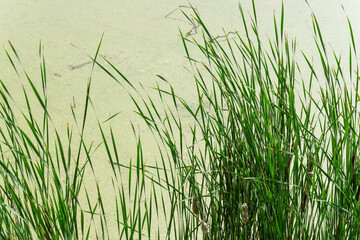 Obraz premium reeds and pond