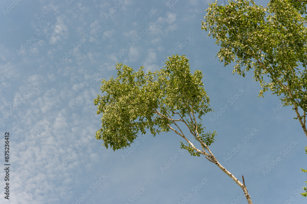 Wall mural branches against sky