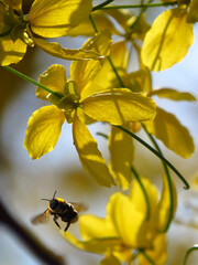 Hunt for Honey for the honeybees