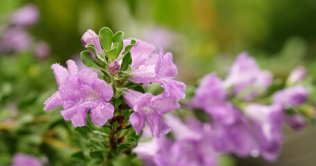 Naklejka premium Purple sage or Ash bush (Leucophyllum frutescens) with purple or pink petals as bushes blooming on green leaf background in the garden after the rain.