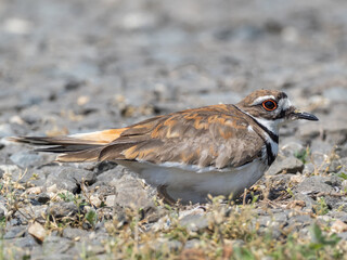 Close up of aa adult Killdeer