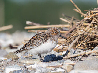 Adult Sanderling in alternate summer plumage roosting on the seashore