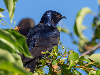 Adult male Purple Martin perched in tree foliage showing bright glossy plumage