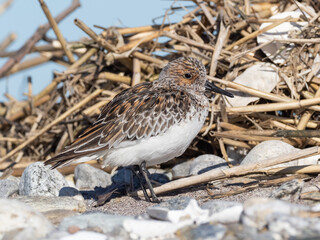 Adult Sanderling in alternate summer plumage roosting on the seashore