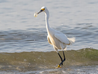 Snowy Egret catching a fish on the seashore