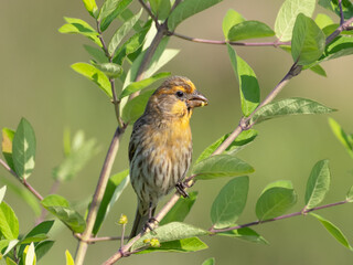 Adult House Finch showing orange coloration