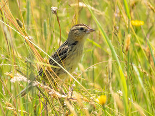 Close up of a female Bobolink perched amongst grass and wildflowers