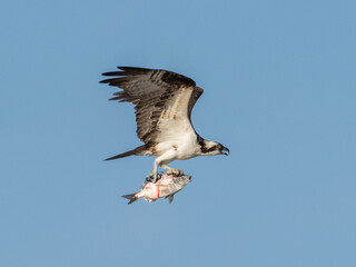 Osprey flying with large fish in its talons