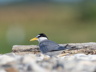 Adult Least Tern sitting on the beach