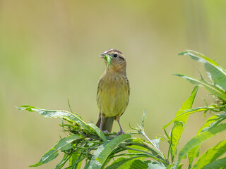 Close up of a female Bobolink with green grasshopper in its beak