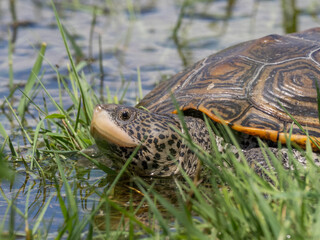 Close up of a Diamondback terrapin in shallow water and grass