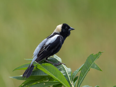 Close up of a perched male Bobolink in alternate summer plumage