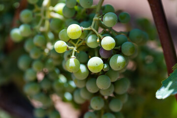 Winery vineyard with white grapes ready for harvest