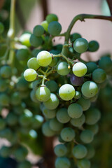 Winery vineyard with white grapes ready for harvest
