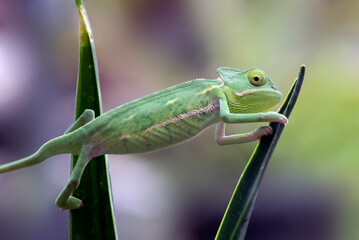 Baby veiled chameleon hanging on a tree branch