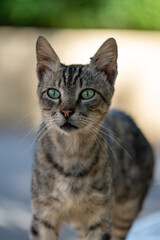 Close up of tabby cat