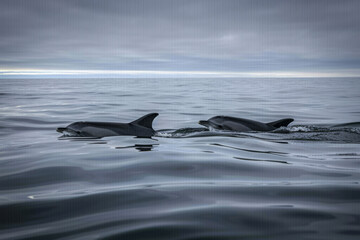 Fototapeta premium Whale swimming in the sea off Norway's coast.