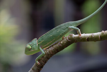 Baby veiled chameleon hanging on a tree branch