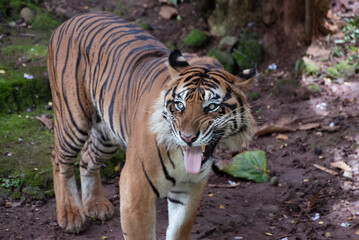 Close up photo of a sumatran tiger