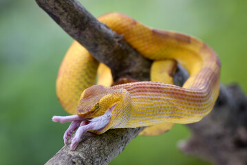 Mangrove pit viper on a tree branch