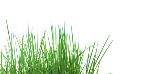 Obraz premium A cut-out of a clump of green tall grass on a white background with clipping paths.
