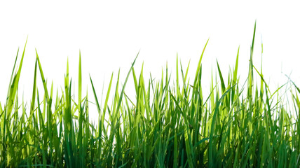 A cut-out of a clump of green tall grass on a white background with clipping paths.