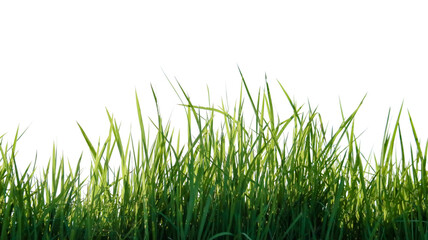 A cut-out of a clump of green tall grass on a white background with clipping paths.