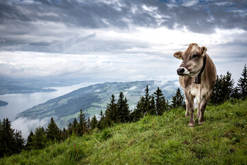 cow up in the swiss alps on a rainy summer day