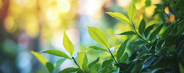 Close up of green leaves with sunlight and bokeh background fresh and vibrant plant life nature and growth concept