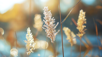 Golden wheat spikes in a field during sunset agricultural beauty with warm light and bokeh farming and harvest season