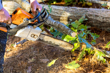 In aftermath of severe hurricane, municipal worker is cutting down fallen trees