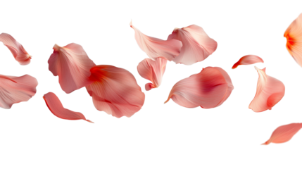 Floating  pink red rose petal isolated on white. Background concept for love greetings on valentines day and mothers day. Copy space for text, transparent background png