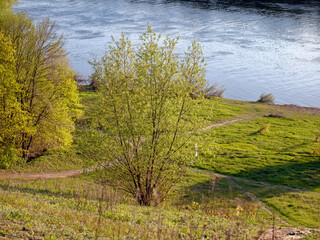 Trees on the riverbank in the evening
