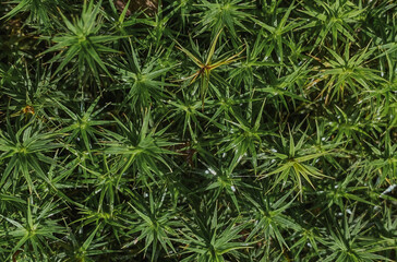 Nature Forest details Polytrichastrum sylvatica