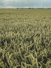 German food agricultural fields